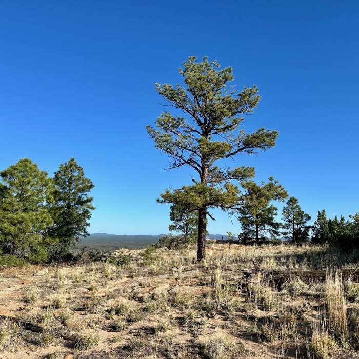 Near The Narrows Rim Trail