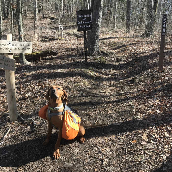 This hound doesn't think the Pack Animal prohibition applies to him. Near Slickrock and Citico Wilderness Loop