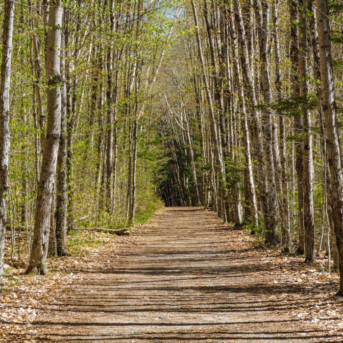 Near Lincoln Woods Trail Near Lincoln Woods Trail