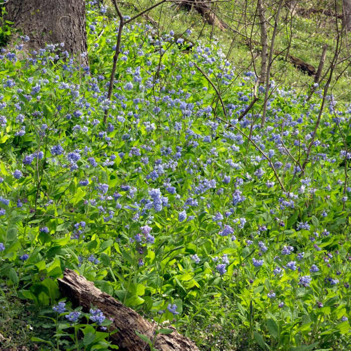 Near Shenks Ferry Wildflower Preserve Trail
