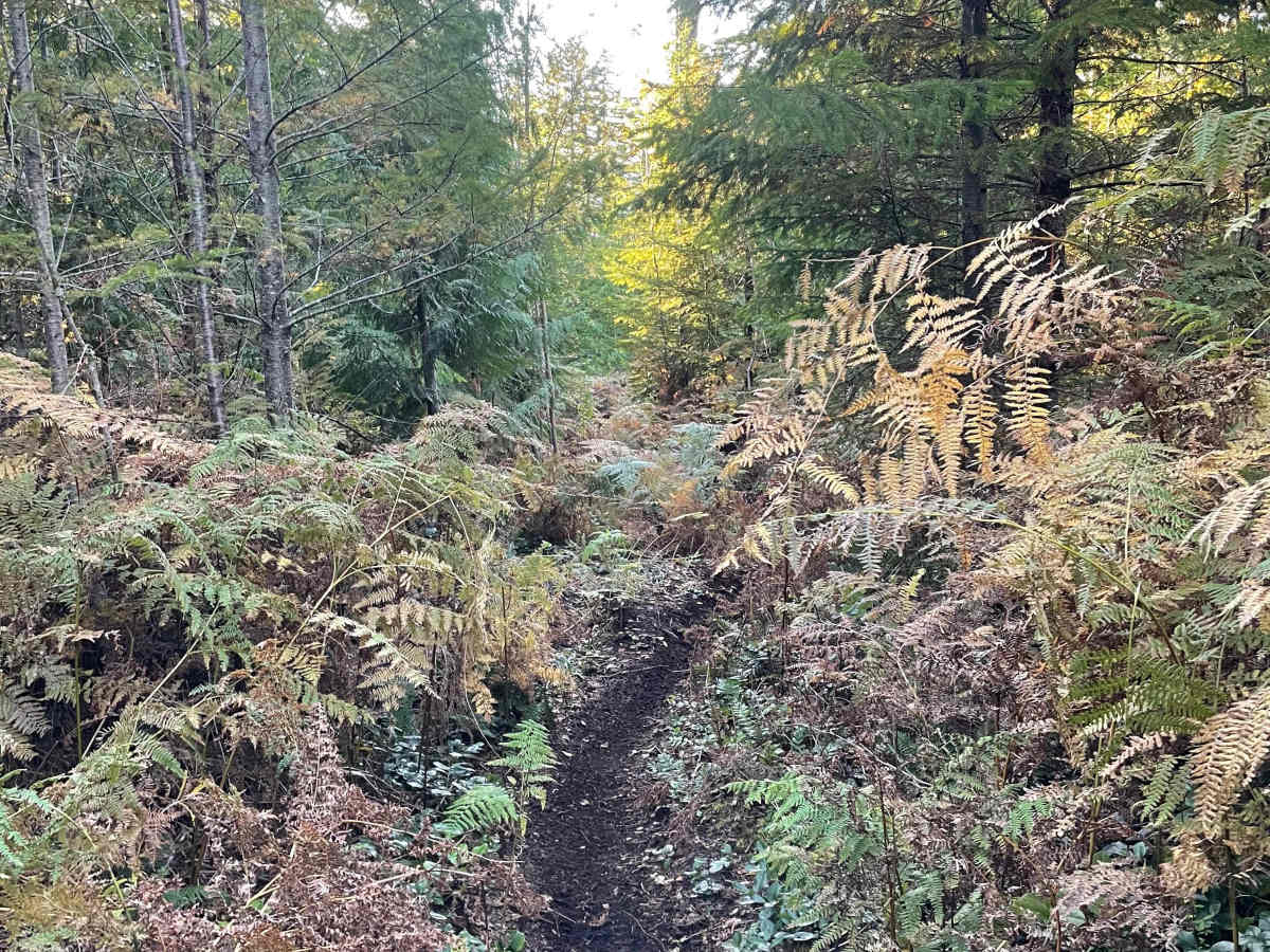 Lioness trail photo