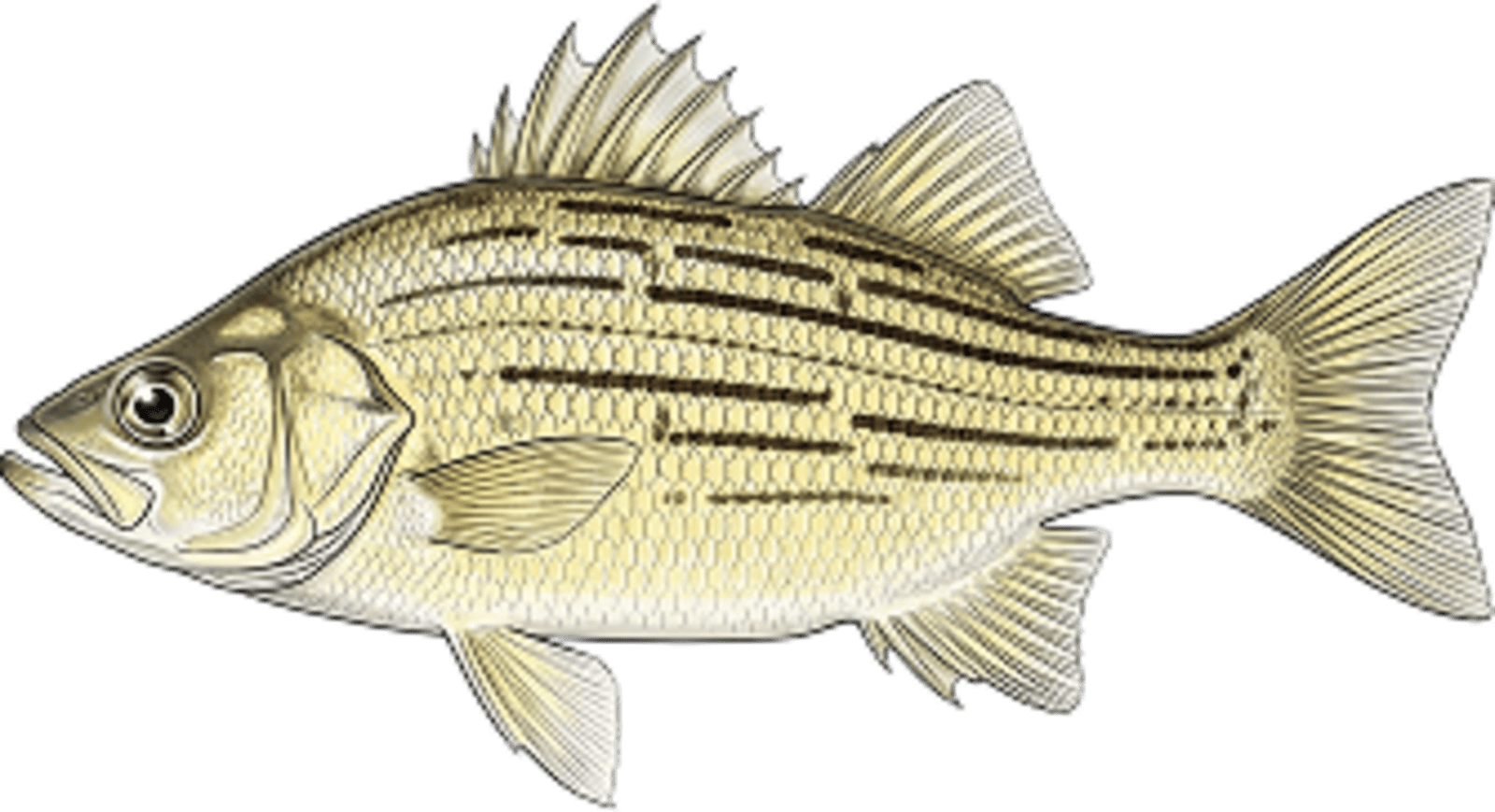 Yellow Bass