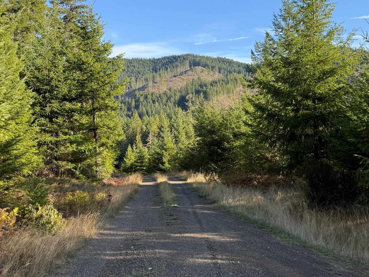 Lake Cushman View Trail photo 6