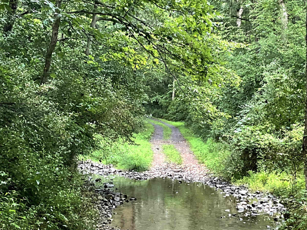 Needle Lane trail photo