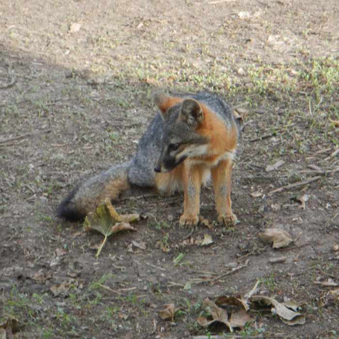 Near Cavern Point Loop Trail