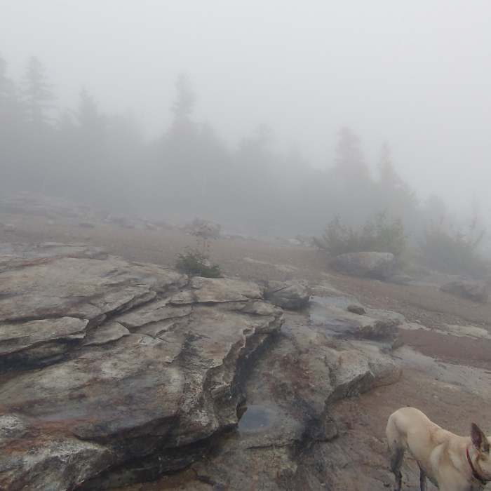Near Cobble Lookout Trail