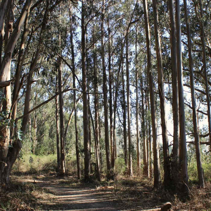 Near Palomarin to Alamere Falls Out and Back