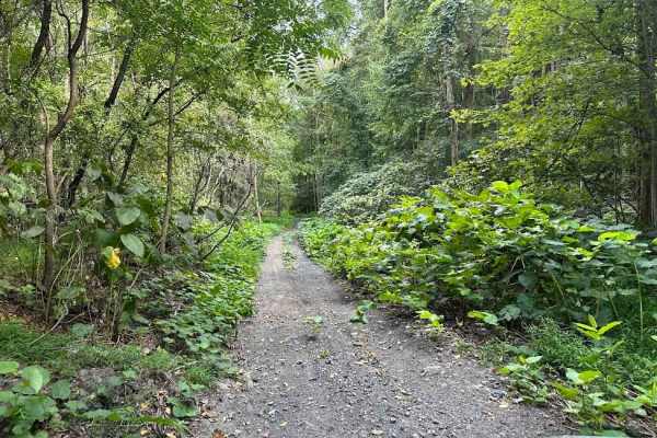 ATV Trail 81