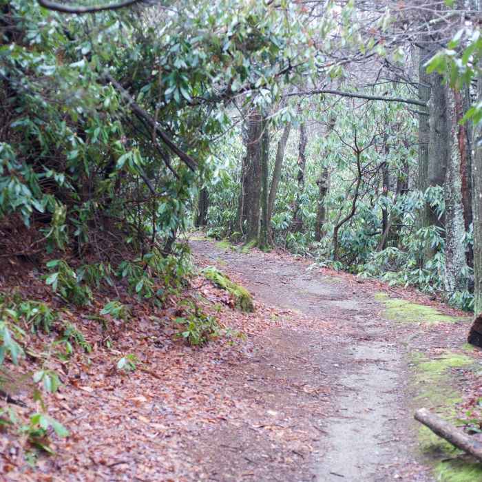 Near Bote Mountain Trail