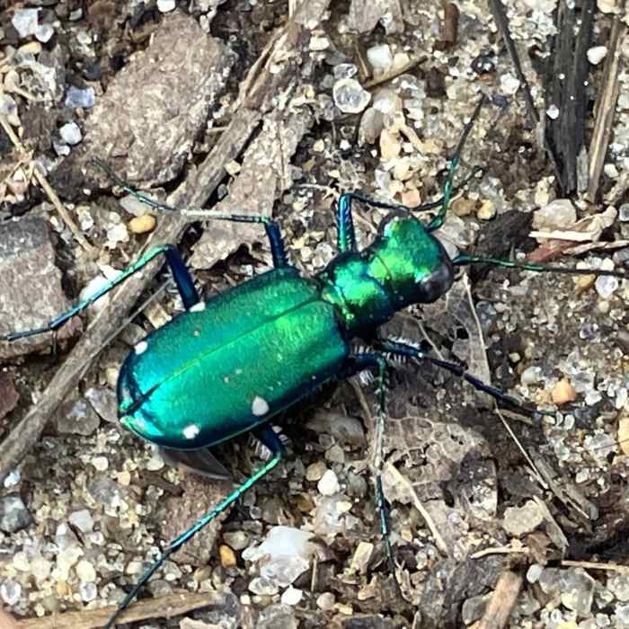 Near Burnt Meadow Trail