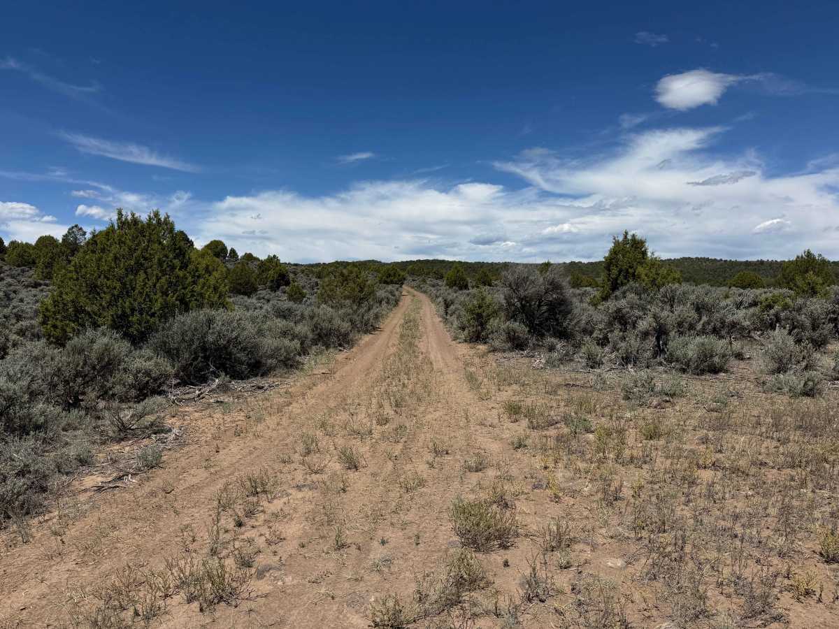 BLM 8482 photo 4