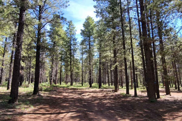 Turkey Track Loop - #17