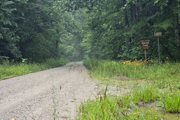 Peters Mountain Road - FS 569