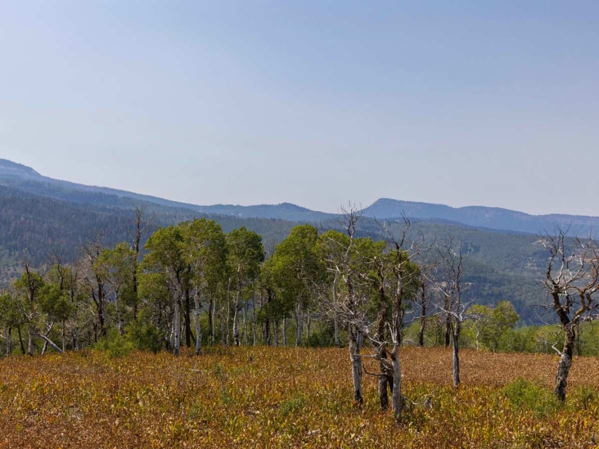 Julius Pasture-South Fork Road trail photo