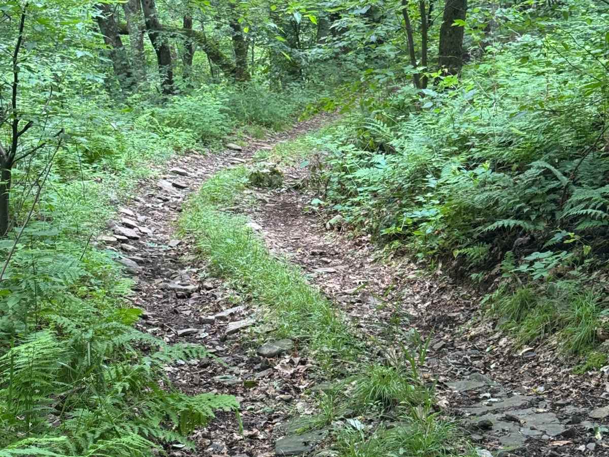 Trail 77 photo 3