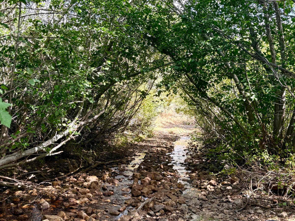 North Fork Pratt Creek - FS 56216 photo 2