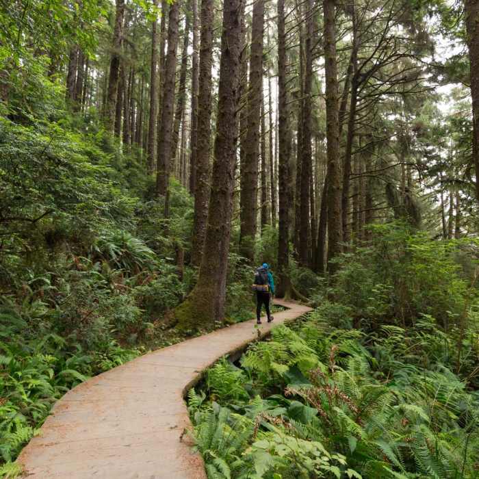 Near James Irvine Trail, Prairie Creek to Fern Canyon