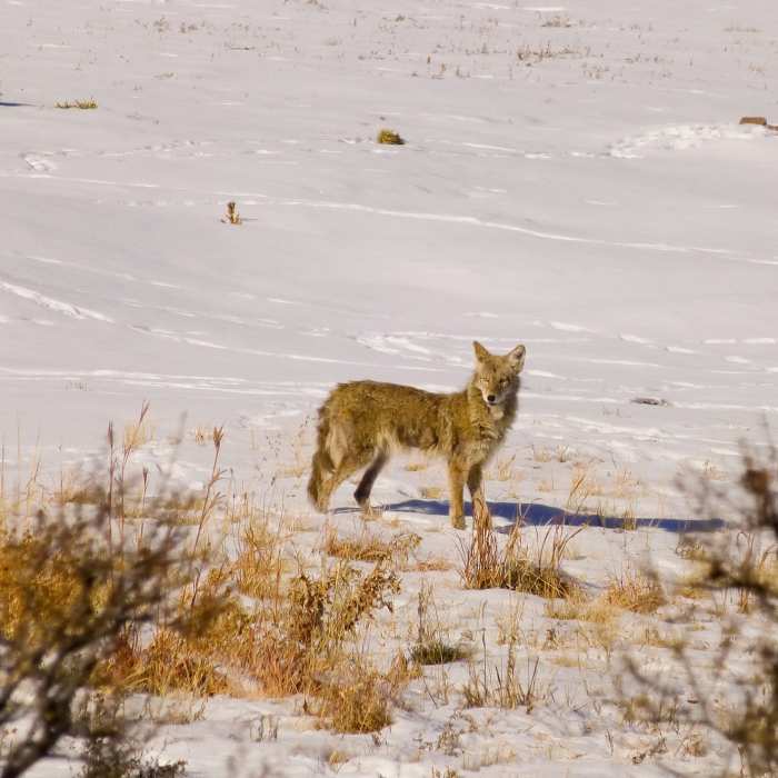 Near Skunk Canyon Trail