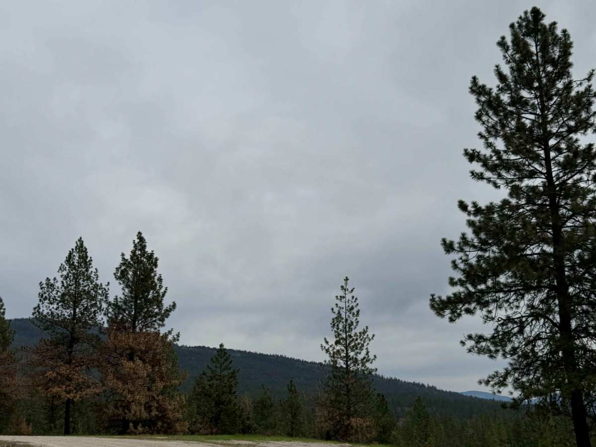 Coyote - FS 2000-085 photo 5