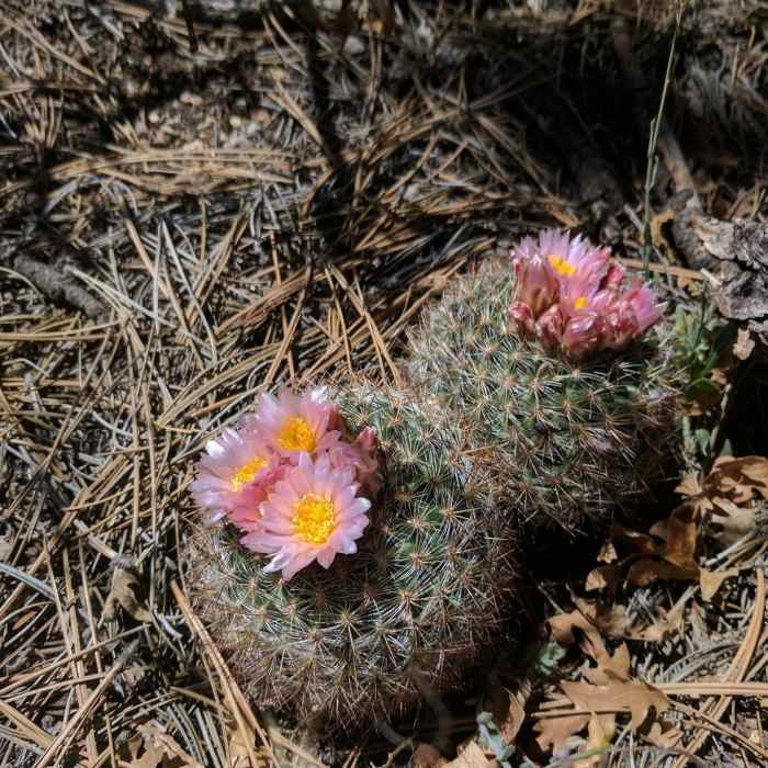 Near Three Guns to Embudito Trailhead