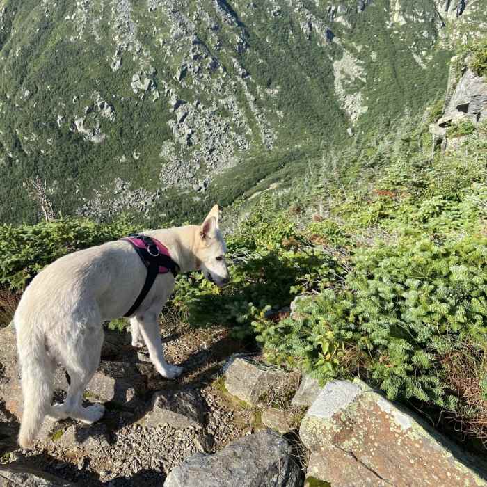 Near Lion's Head Trail