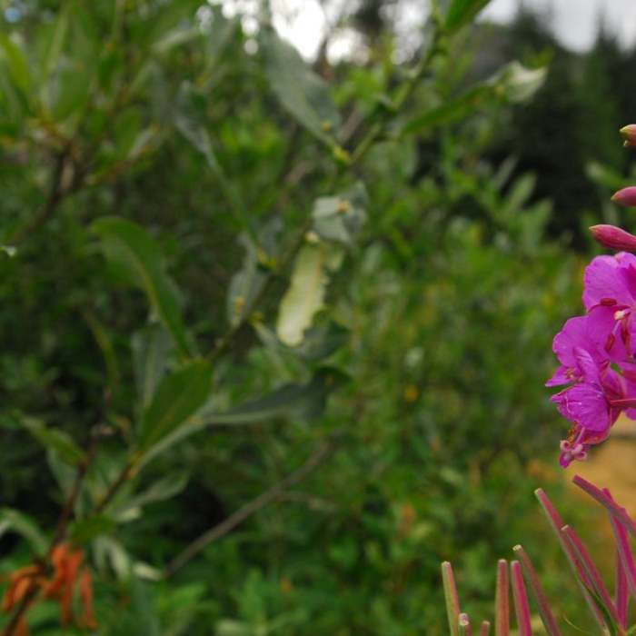 Near Mirror Lake + Tom Dick and Harry Mountain