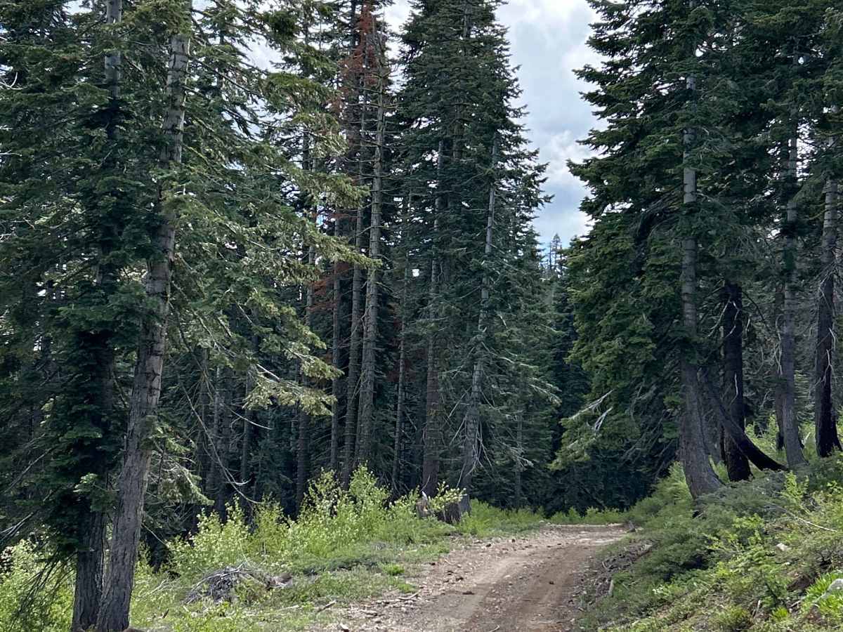 Mosquito Ridge Trail  photo 4