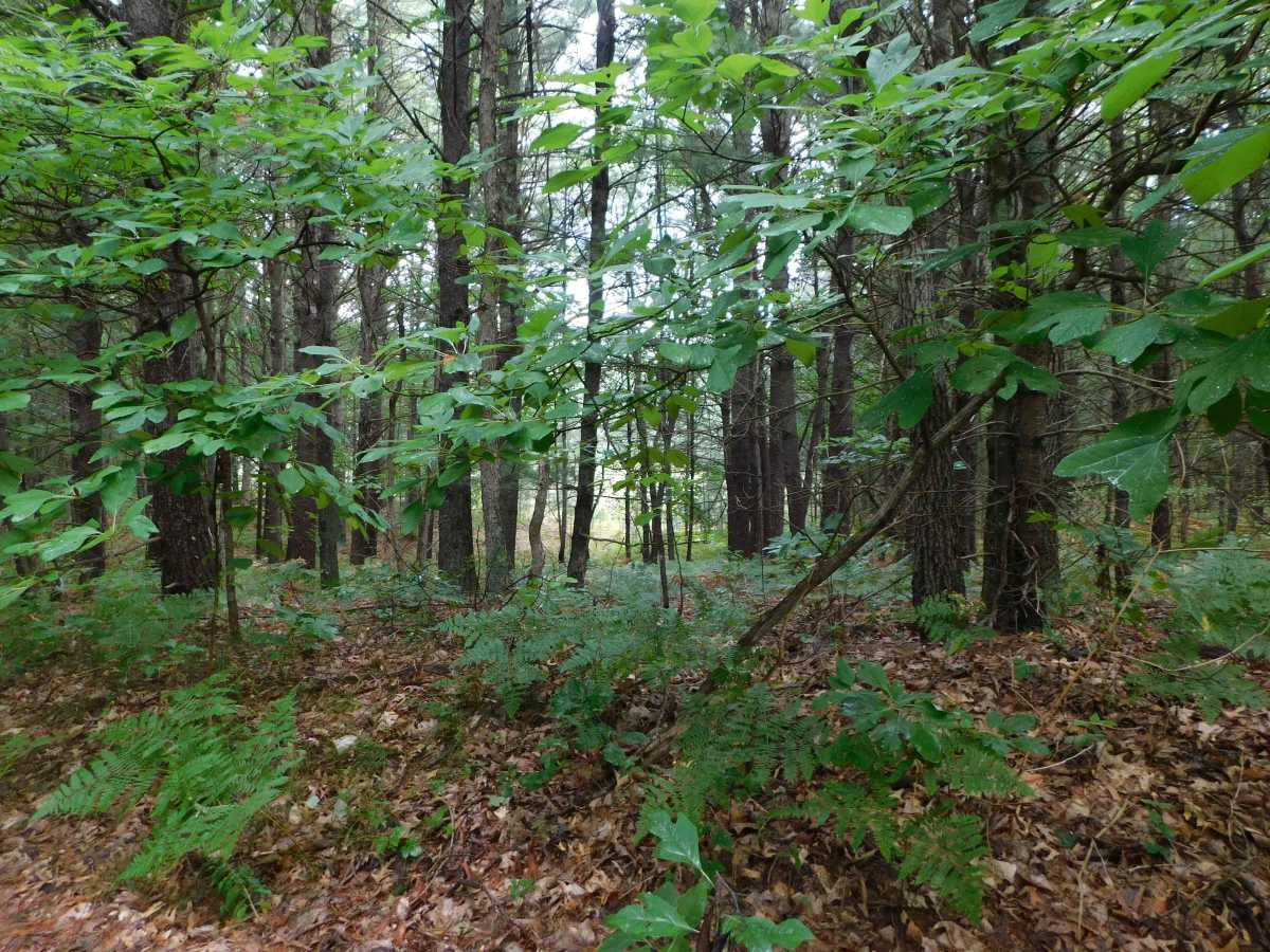 Roosevelt Road photo 3