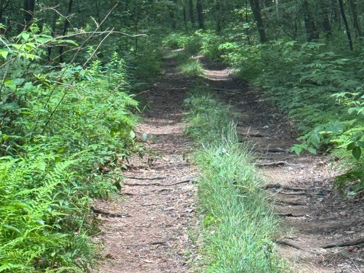 Trail 88 photo 6