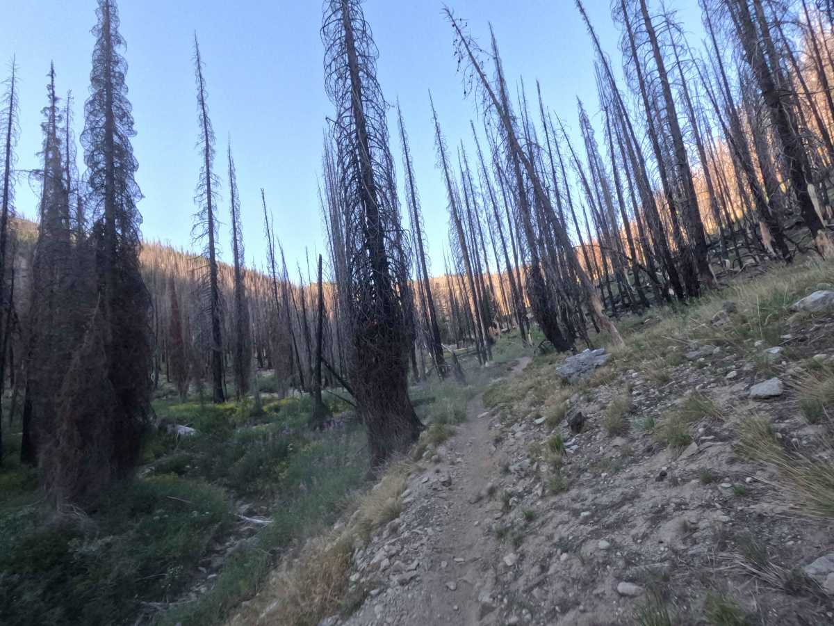 Alturas Lake-Mattingly - FS 7034 trail photo