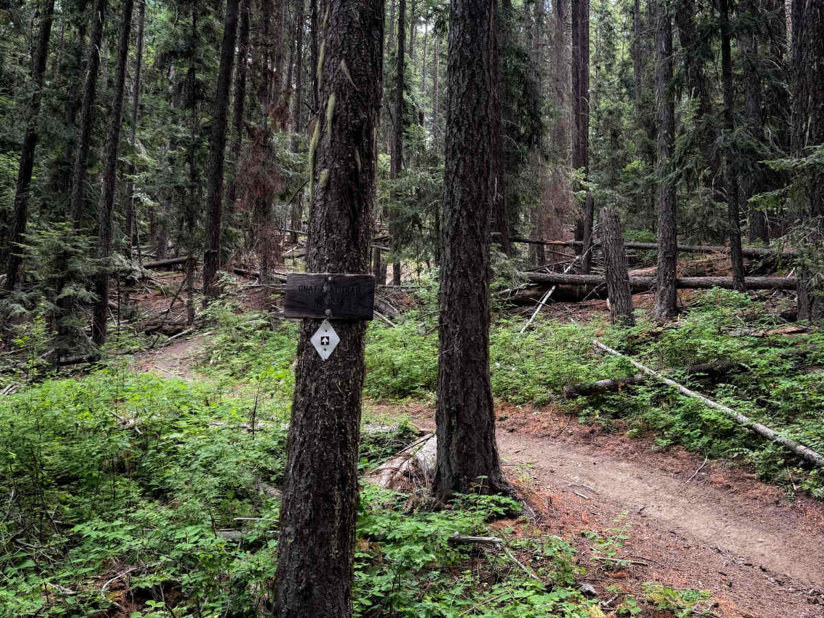 Gnat Flat - FS 1236   trail photo