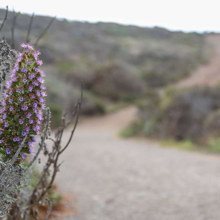 Near Rocky Point Trail
