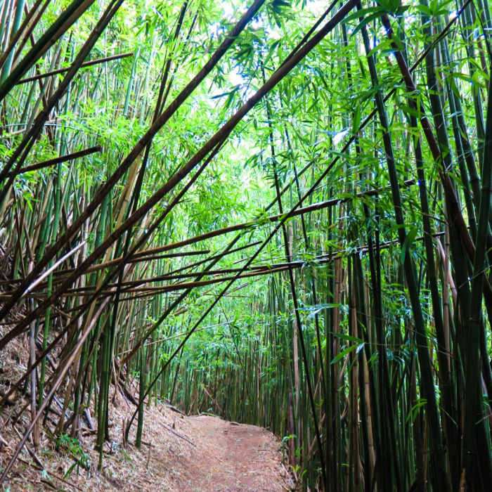 Near Konahuanui Summit / K2 via Pu'u Ohia Near Konahuanui Summit / K2 via Pu'u Ohia