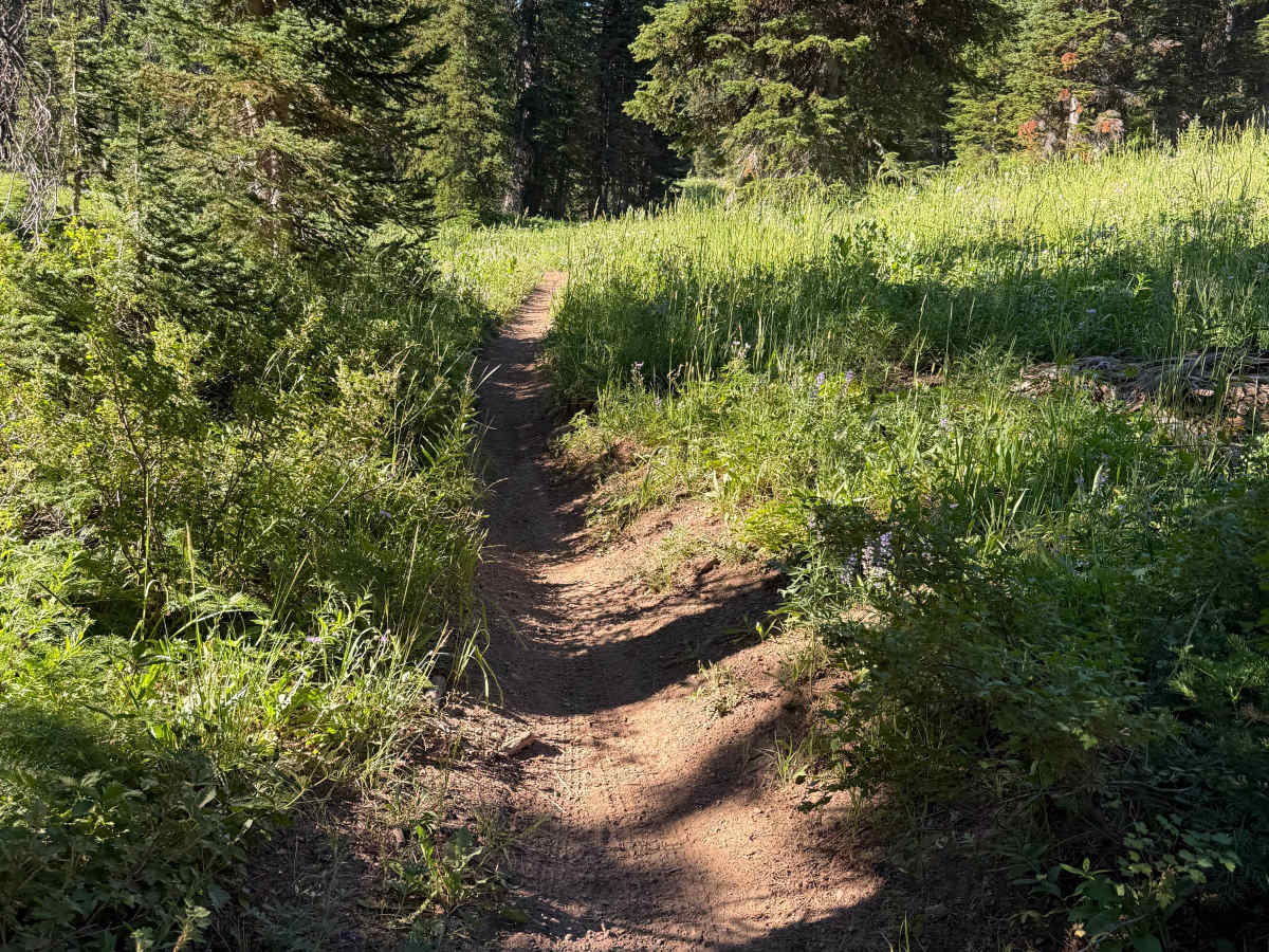 South Fork Canyon Creek - FS 226 trail photo