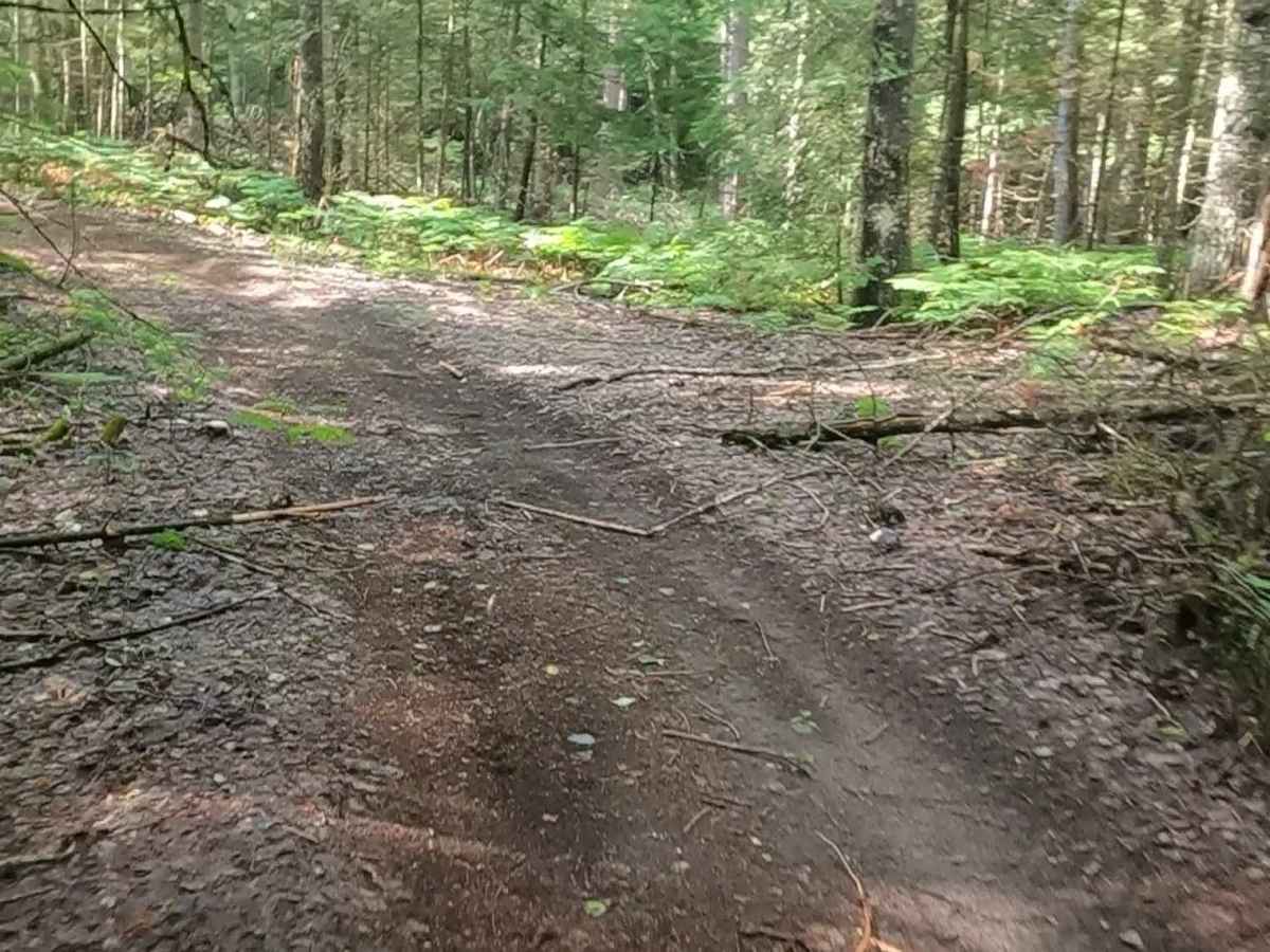 Little Black River Spur C (FSR 2233C) photo 4