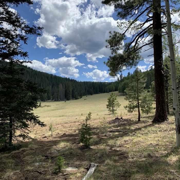 Near Mt Baldy Crossover Trail #604