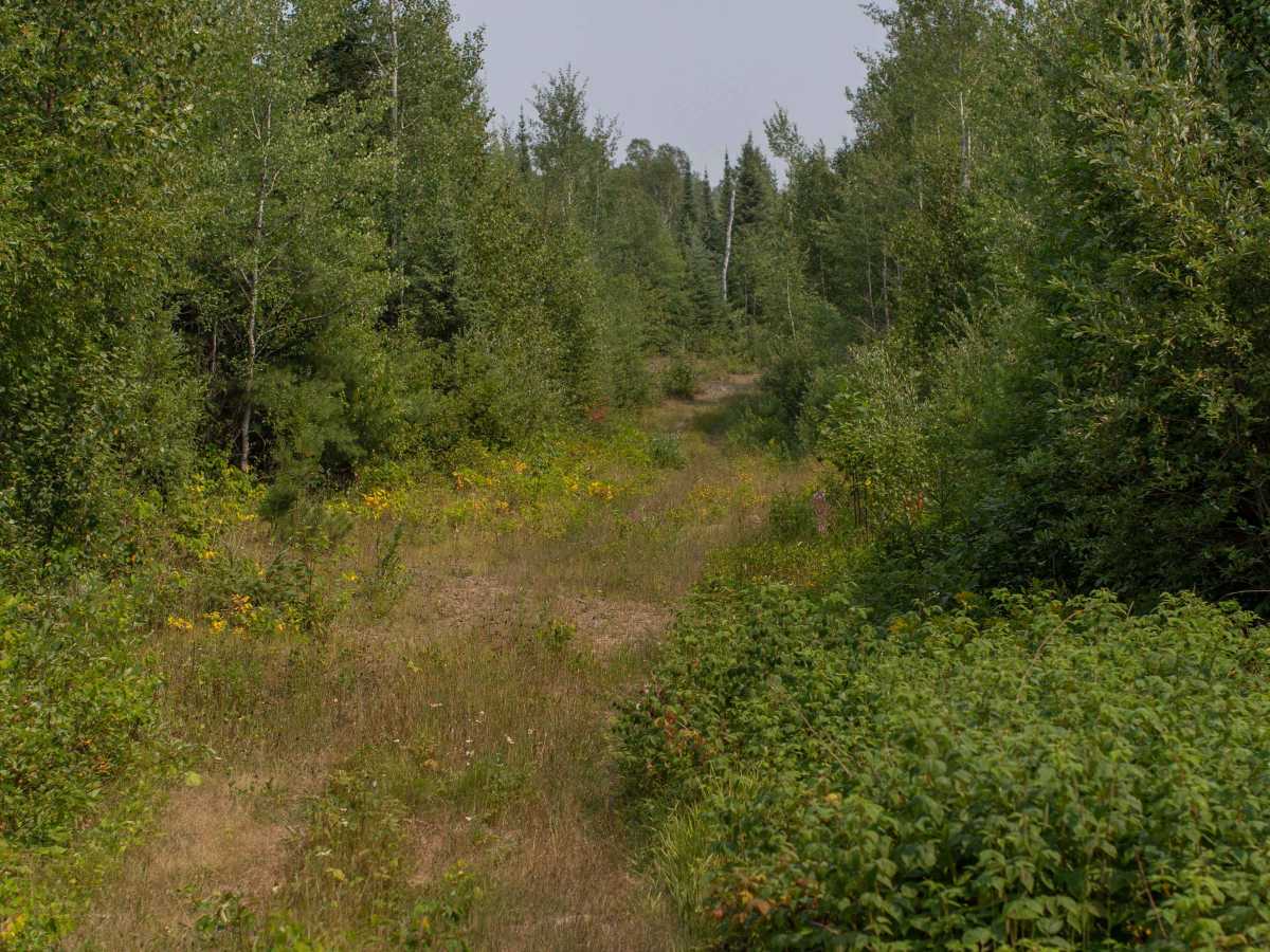 Pine Mountain Forest Road photo 3