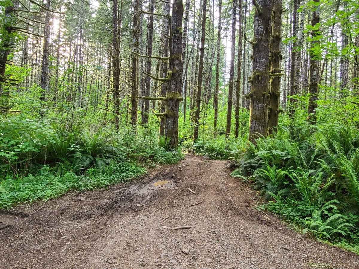 Capitol Forest Tour trail photo