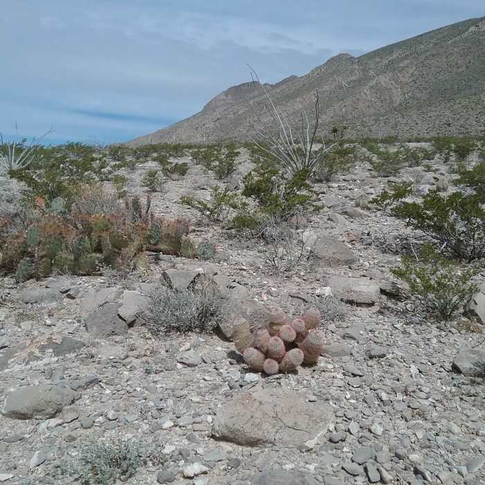 Near Thousand Steps Trail