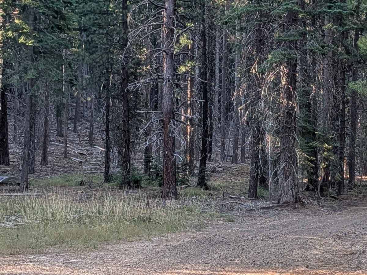 Antelope - FS 42N58 trail photo