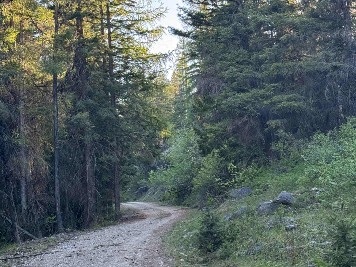 White Mountain Trail trail photo