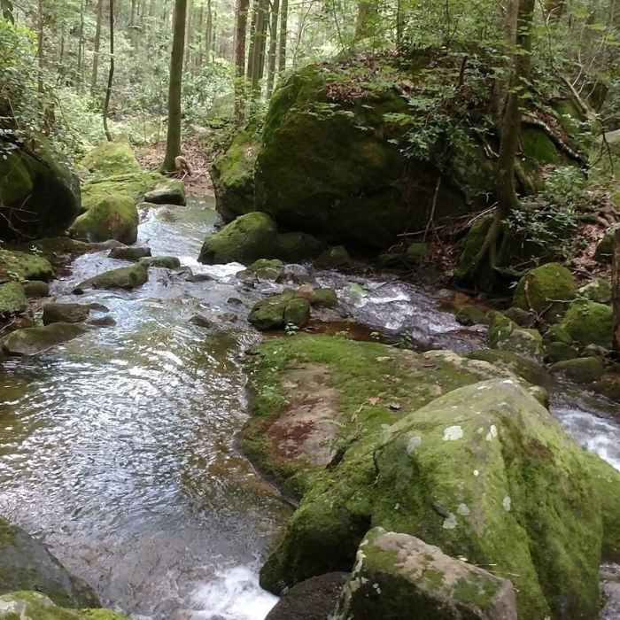 Falls Creek just off the trail. Near Falls Creek Falls