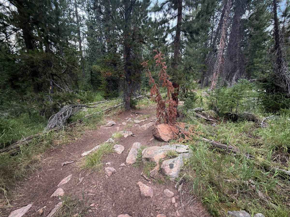 Bushwhack - FS 307  photo 5