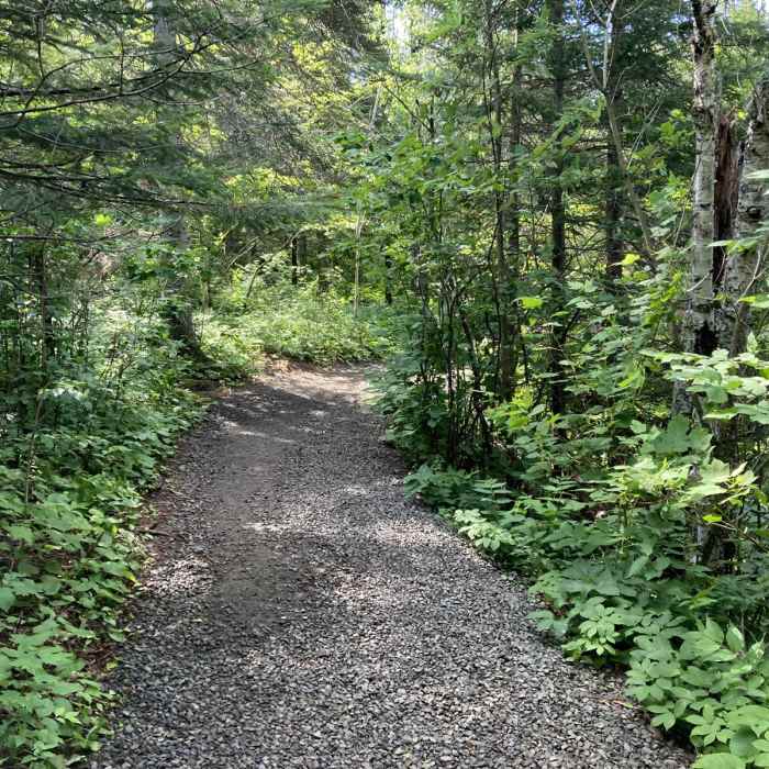 Near Devil's Kettle Trail Near Devil's Kettle Trail