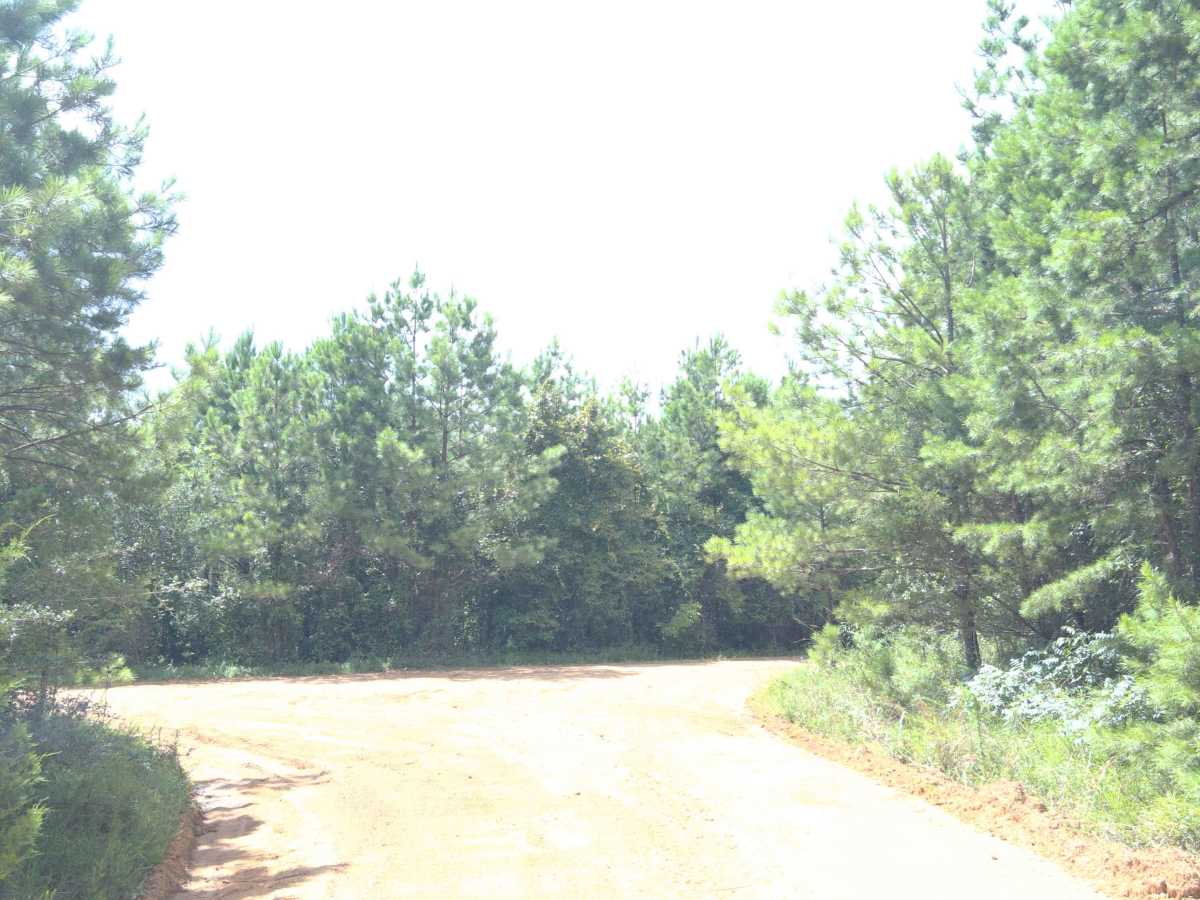 Dixie Road - FS 421 trail photo