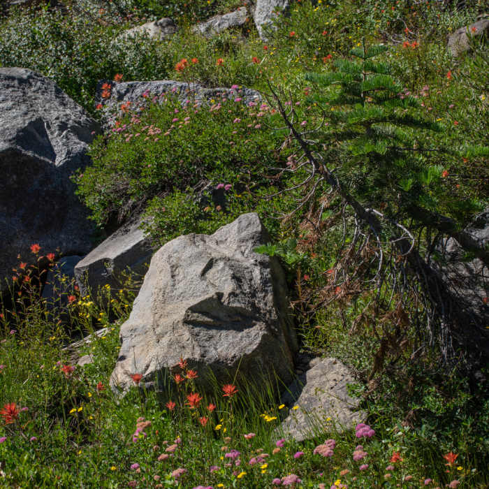 Near Donner Summit Canyon Trail