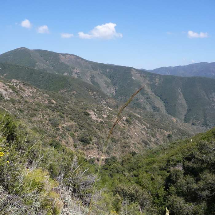 Near Holy Jim Trail #6W03