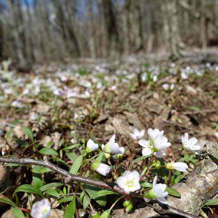 Near Gregory Bald + Shuckstack Fire Tower via Twentymile Loop Near Gregory Bald + Shuckstack Fire Tower via Twentymile Loop