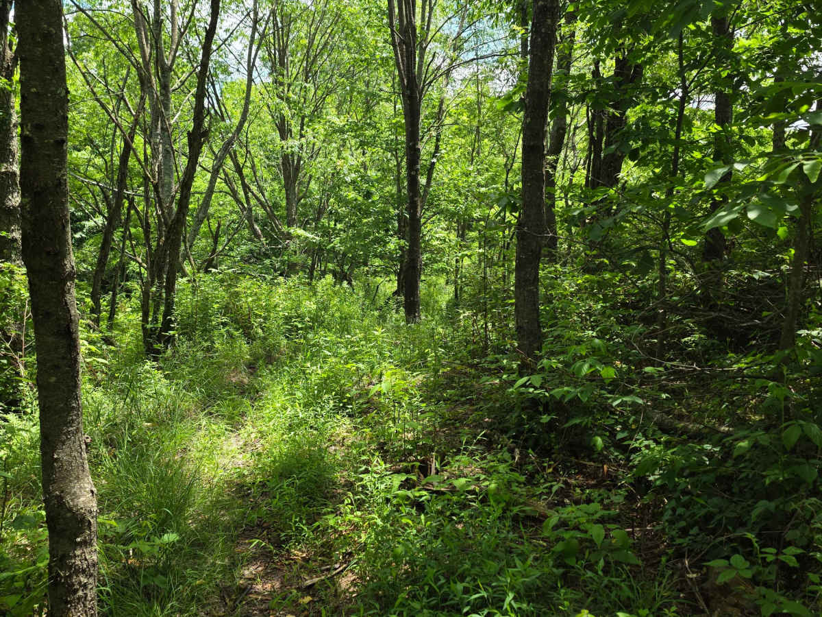 Single Track WW photo 2