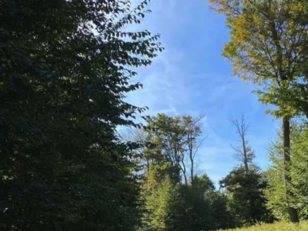 Loggers Trail trail photo